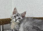 Kole - Maine Coon Cat For Sale - Brighton, CO, US