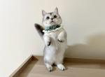 mola - Munchkin Cat For Sale - Staten Island, NY, US