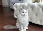 Absolutely adorable ragdoll kitten - Ragdoll Cat For Sale - State College, PA, US