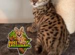Khloe - Savannah Kitten For Sale - 