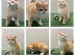 Pumkin - British Shorthair Kitten For Sale - Woodbury, MN, US