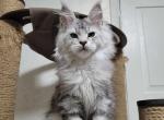 Ernesto - Maine Coon Cat For Sale - Brighton, CO, US