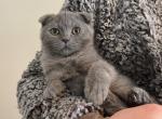 Shay - Scottish Fold Kitten For Sale - Nashville, TN, US