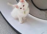 WHITE Green collar - Maine Coon Kitten For Sale - FL, US