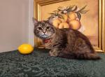 Bitsy - Domestic Cat For Adoption - Covington, KY, US