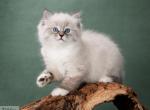 Mikhei - Siberian Kitten For Sale - Norwalk, CT, US