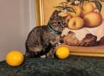 Margo - Domestic Cat For Adoption - Covington, KY, US