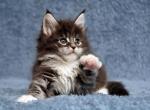 Dexter - Maine Coon Kitten For Sale - Miami, FL, US