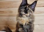 Unni - Maine Coon Cat For Sale - Hollywood, FL, US