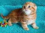Wolly orange scottish fold boy red classic tabby - Scottish Fold Kitten For Sale - CA, US