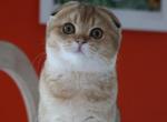 Petunia - Scottish Fold Cat For Sale - Levittown, PA, US