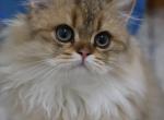 Wilson - Scottish Straight Kitten For Sale - Levittown, PA, US