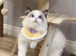 2Perfect Seal Bicolor Boy - Ragdoll Cat For Sale - Fontana, CA, US