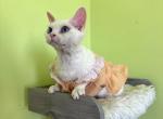 White Girl blue eyes - Devon Rex Cat For Sale - Fontana, CA, US