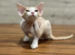 Stella - Devon Rex Cat For Sale - Philadelphia, PA, US