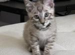 Archer - Bengal Kitten For Sale - Carrollton, TX, US