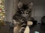 Sally - Maine Coon Kitten For Sale - Hollywood, FL, US