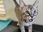Orion - Bengal Kitten For Sale - Carrollton, TX, US