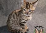 F4 SBT Savannah Male Raichu - Savannah Kitten For Sale - Warren, PA, US