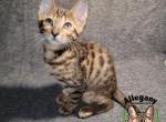 F4 SBT Savannah Male Mew - Savannah Kitten For Sale - Warren, PA, US
