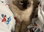 Seal Tortie Mink - Ragdoll Cat For Sale/Service - CA, US