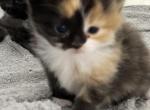 Munchkin Girl Pending - Munchkin Kitten For Sale - West Palm Beach, FL, US