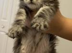Mainecoons kittens - Maine Coon Kitten For Sale - 
