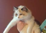 Chocolate bicolor female Ragdoll kitten - Ragdoll Cat For Sale - Minerva, OH, US