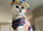 Temu - Scottish Fold Cat For Sale - OH, US