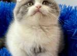 Ralph - Scottish Fold Kitten For Sale - Hollywood, FL, US