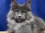 Everest Polydactyl - Maine Coon Cat For Sale - Hollywood, FL, US