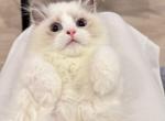 Blue Bicolor Girl - Ragdoll Cat For Sale - Fontana, CA, US