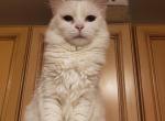 Ghost - Persian Kitten For Sale - Lawrence, NY, US