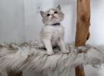 Miss Purple - Ragdoll Kitten For Sale - Syracuse, NY, US