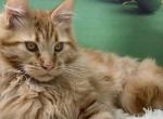 Quentin - Maine Coon Cat For Sale - Brighton, CO, US