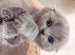 Blue Fold - Scottish Fold Kitten For Sale - Avon, IN, US