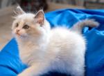 Apelsin - Ragdoll Cat For Sale - Miami, FL, US