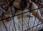 BengPersDom Litter 4 - Bengal Kitten For Sale - Westville, NJ, US