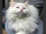 Ready to go home now - Ragdoll Kitten For Sale - Bettendorf, IA, US