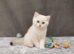 Bianca - British Shorthair Kitten For Sale - Chicago, IL, US