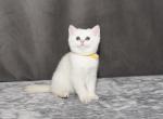 Breeze - British Shorthair Kitten For Sale - Chicago, IL, US