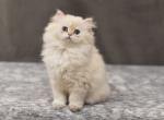 Beauty - British Shorthair Kitten For Sale - Chicago, IL, US