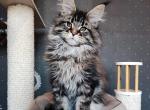 Shifu - Maine Coon Cat For Sale - Miami, FL, US