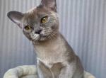 Bastet - Burmese Cat For Sale - Miami, FL, US