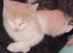 Purrogie - American Shorthair Kitten For Sale - Orange, MA, US