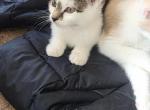 Moo - American Shorthair Kitten For Sale - Orange, MA, US