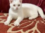White American Shorthair - American Shorthair Kitten For Sale - Joshua, TX, US
