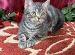 Blue Silver Tabby American Shorthair Female - American Shorthair Kitten For Sale - 