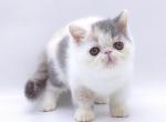 Ulrika - Exotic Kitten For Sale - 