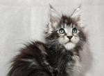 Daniel - Maine Coon Kitten For Sale - Hollywood, FL, US